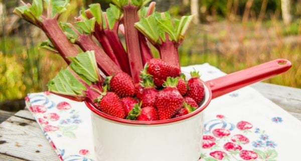 fresh strawberries and rhubarb