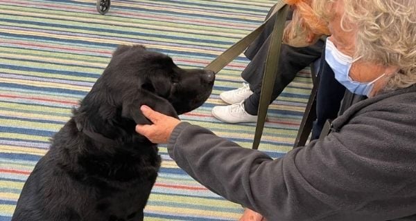 A black lab service dog visiting The Bristal.