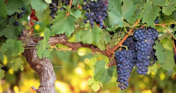 grape vine with grapes