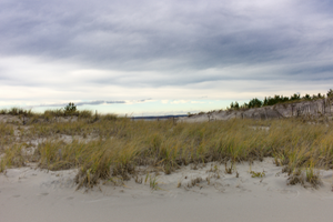 Swaying grasses along the beach dunes at Mashomack Preserve on Long Island, NY.