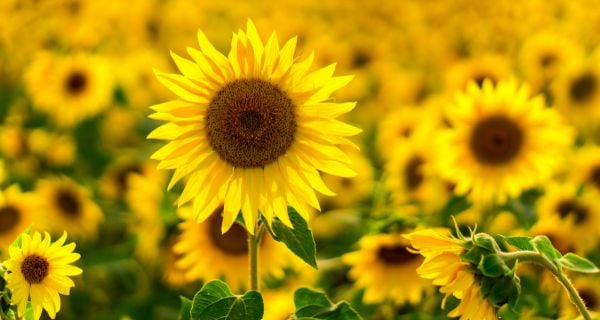 sunflowers in a sunflower field