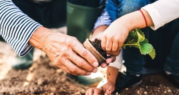 A child getting help from grandparent to plant strawberries.
