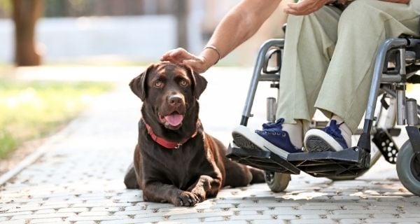 Senior resident with dementia sitting in wheelchair, petting their service dog.