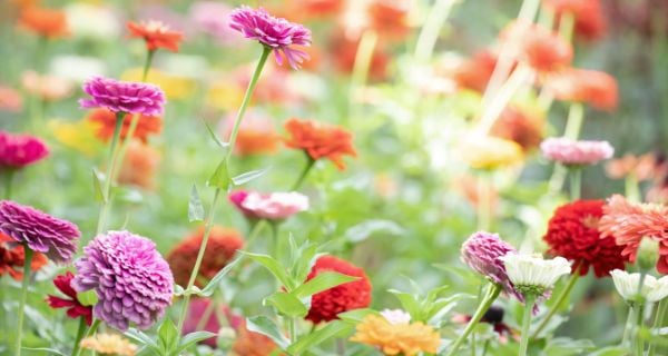 you-pick zinnia flowers available at Snyder farms