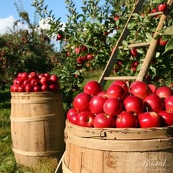 apples in bushels