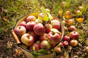 u-pick apples at woodside orchards in north fork