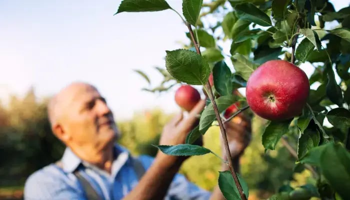 Senior man apple picking on Long Island, New York