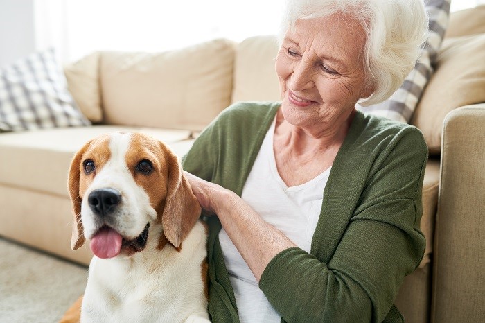 Older woman spends time with pet beagle