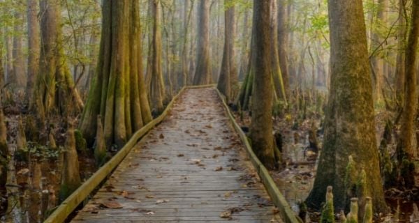 congaree-national-park