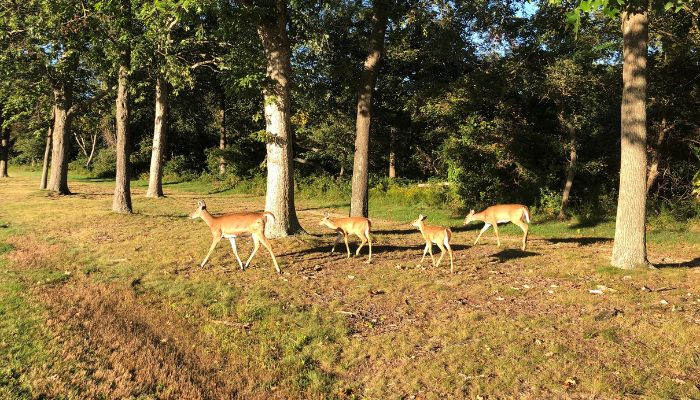 Family of deer at Heckscher State Park