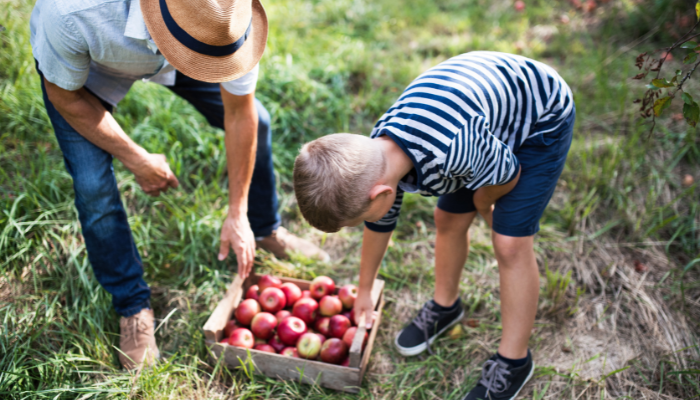 Inline Image Alt Tag Mature adult admiring the fruits of his labor.  Mature adult man and his grandchild picking apples together. 