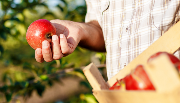 Mature adult admiring the fruits of his labor. 