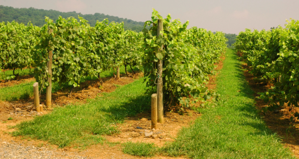 New Jersey vineyard