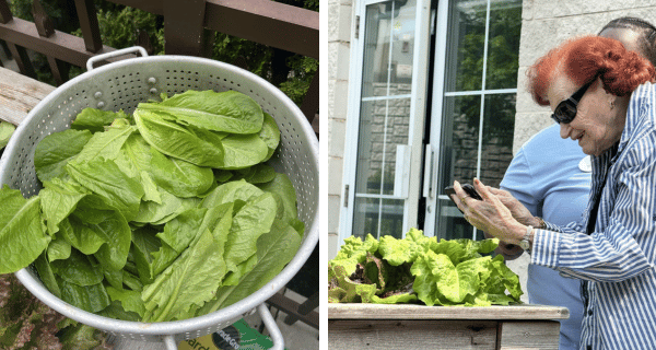 Residents at The Bristal at Westbury garden, practice photography skills, and share their harvest with other residents.