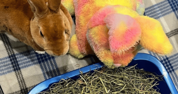 rabbit sitting next to stuffed bunny