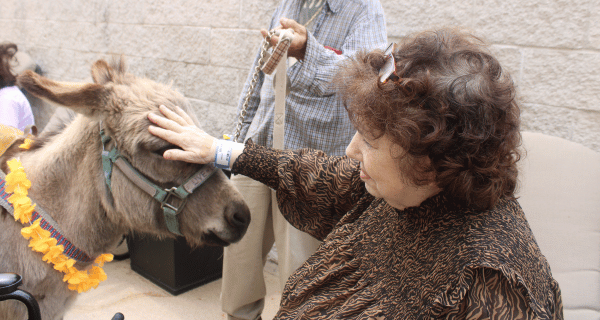 woman petting donkey