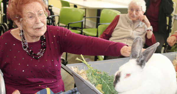 senior woman petting rabbit
