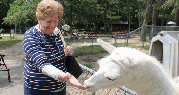 senior woman feeding alpaca
