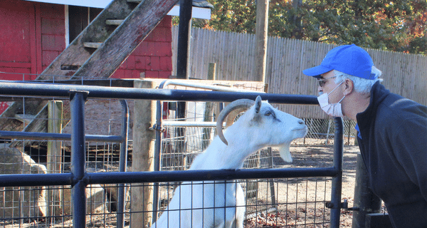 senior man befriending pet goat