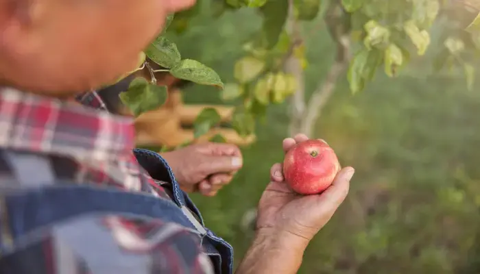 Senior man apple picking