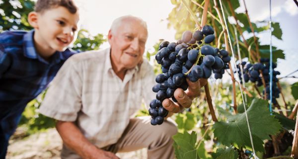 Mature man with his grandson at a you-pick farm looking at a bunch of grapes