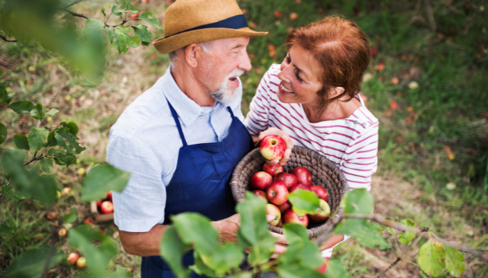 A happy mature adult couple picking apples in an orchard during the autumn. 