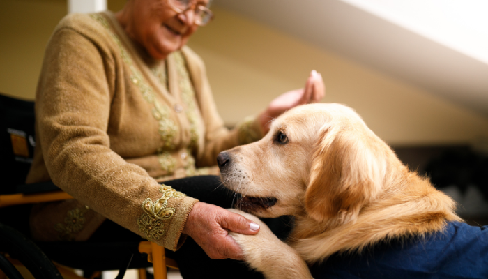 Senior woman with a therapy dog. 
